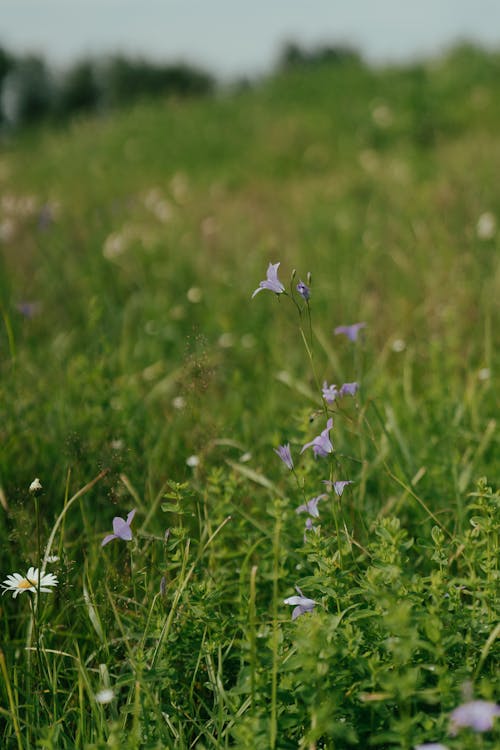 Free White and Purple Flowers in Green Grass Field Stock Photo