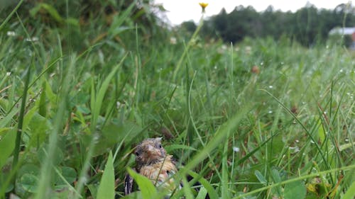 Free stock photo of baby bird