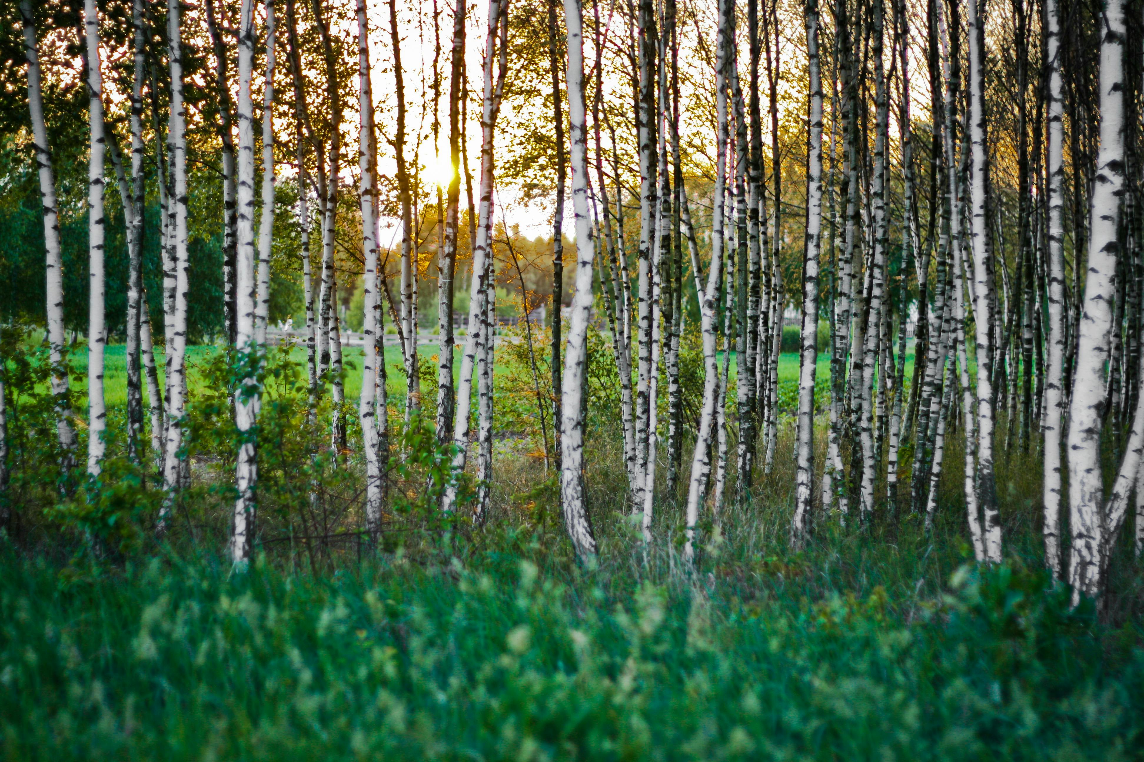 Birch Forest · Free Stock Photo