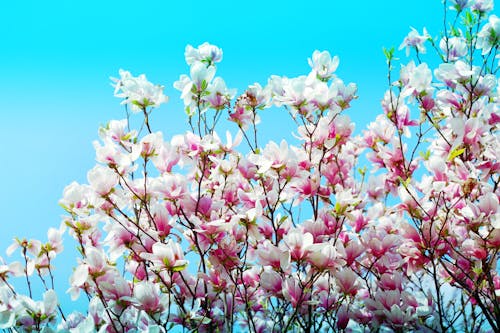 Gratis lagerfoto af blå himmel, blomster, blomstrende