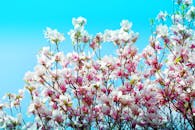 春天，木兰花在蔚蓝的天空下生机勃勃地盛开