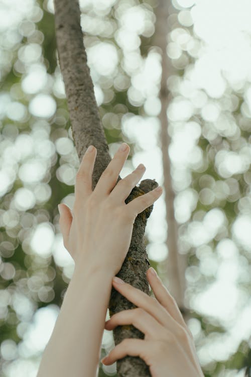 A Person's Hands on Tree Trunk
