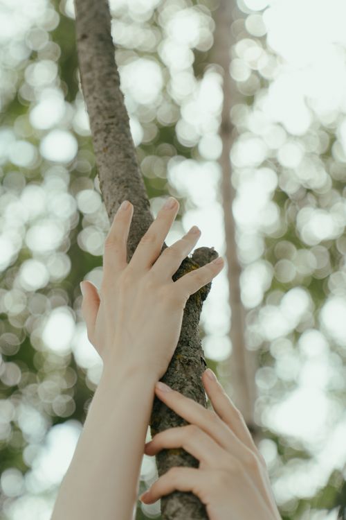 Free Close-up of hands holding a tree branch with a soft green bokeh background. Stock Photo