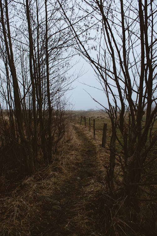 Bare Trees on Brown Field