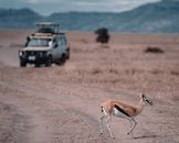 Gazelle on Brown Field