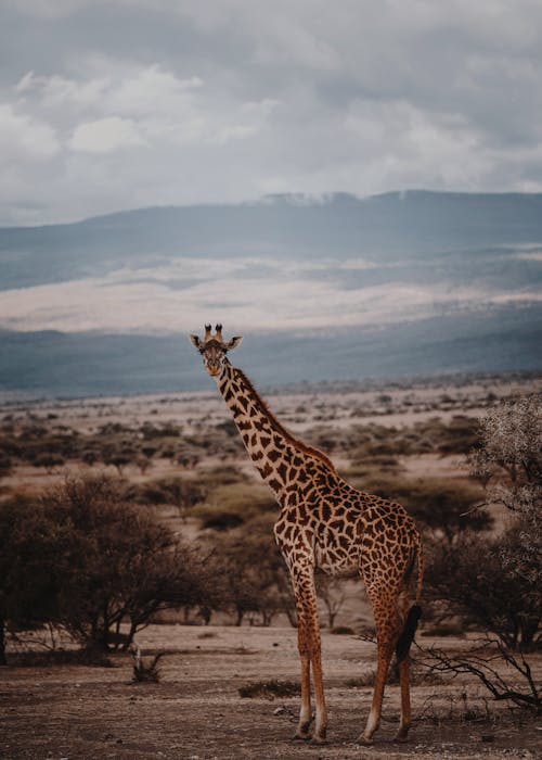 bezplatná Základová fotografie zdarma na téma Afrika, divočina, divoké zvíře Základová fotografie