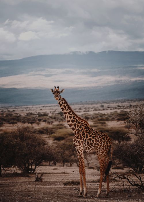 Free A stunning giraffe stands tall in the Serengeti's expansive savanna, set against a dramatic sunset backdrop. Stock Photo