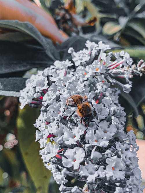 Foto d'estoc gratuïta de abella, angle alt, arbust