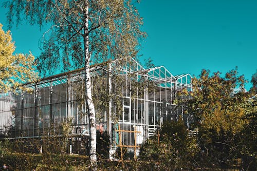 Greenhouse with glass walls among green plants