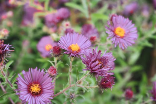 Ảnh lưu trữ miễn phí về alpine aster, ban ngày, bình yên