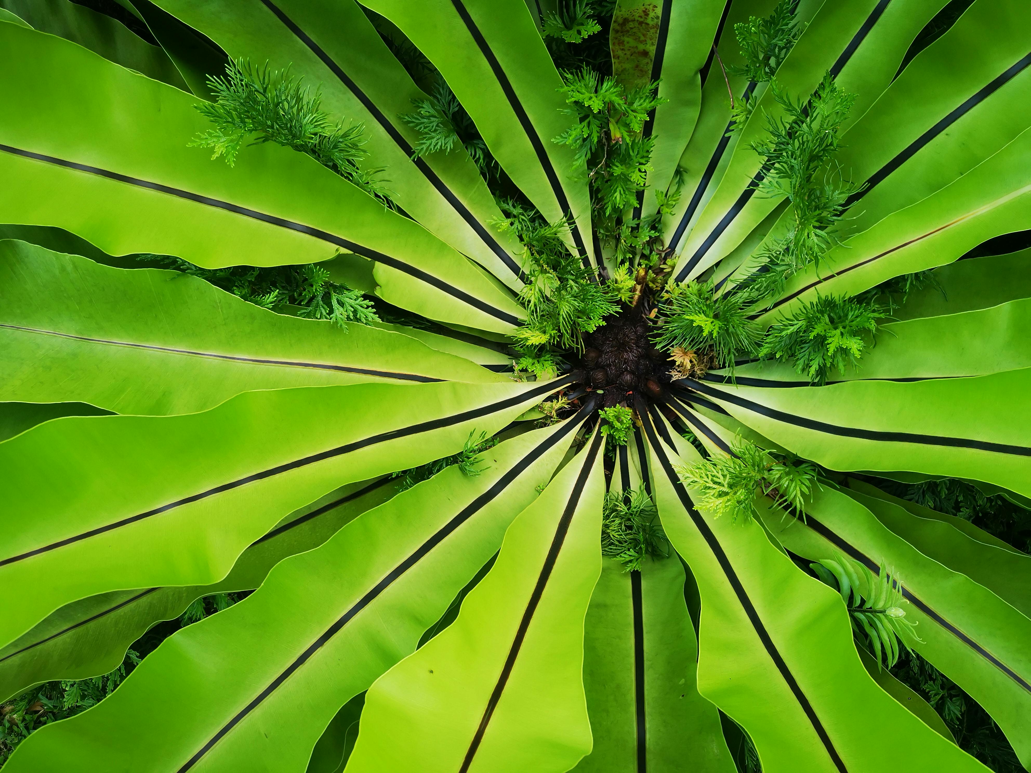 Lush, vibrant green fern leaves captured from above, showcasing nature's growth and beauty.