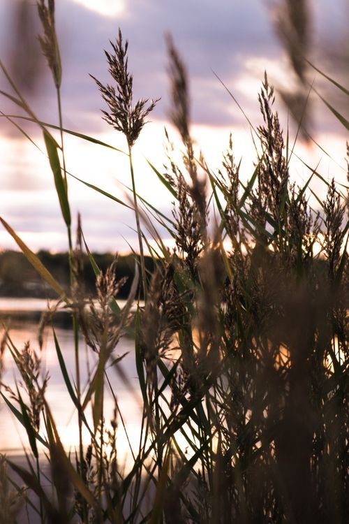 Free Serene backlit reeds against a sunset sky reflecting on a tranquil lake. Stock Photo