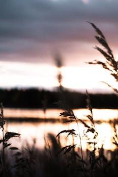 Tranquil view of reeds silhouetted against a colorful sunset sky over a calm lake.