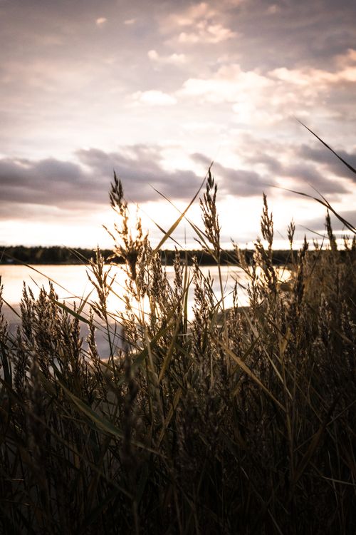 Free Peaceful sunset with grass in the foreground by a serene lake, capturing natural beauty. Stock Photo