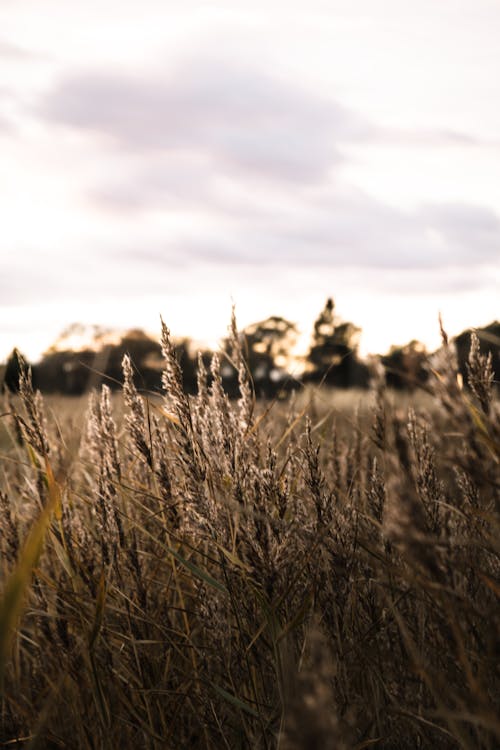 Immagine gratuita di avvicinamento, erba di grano, erba secca