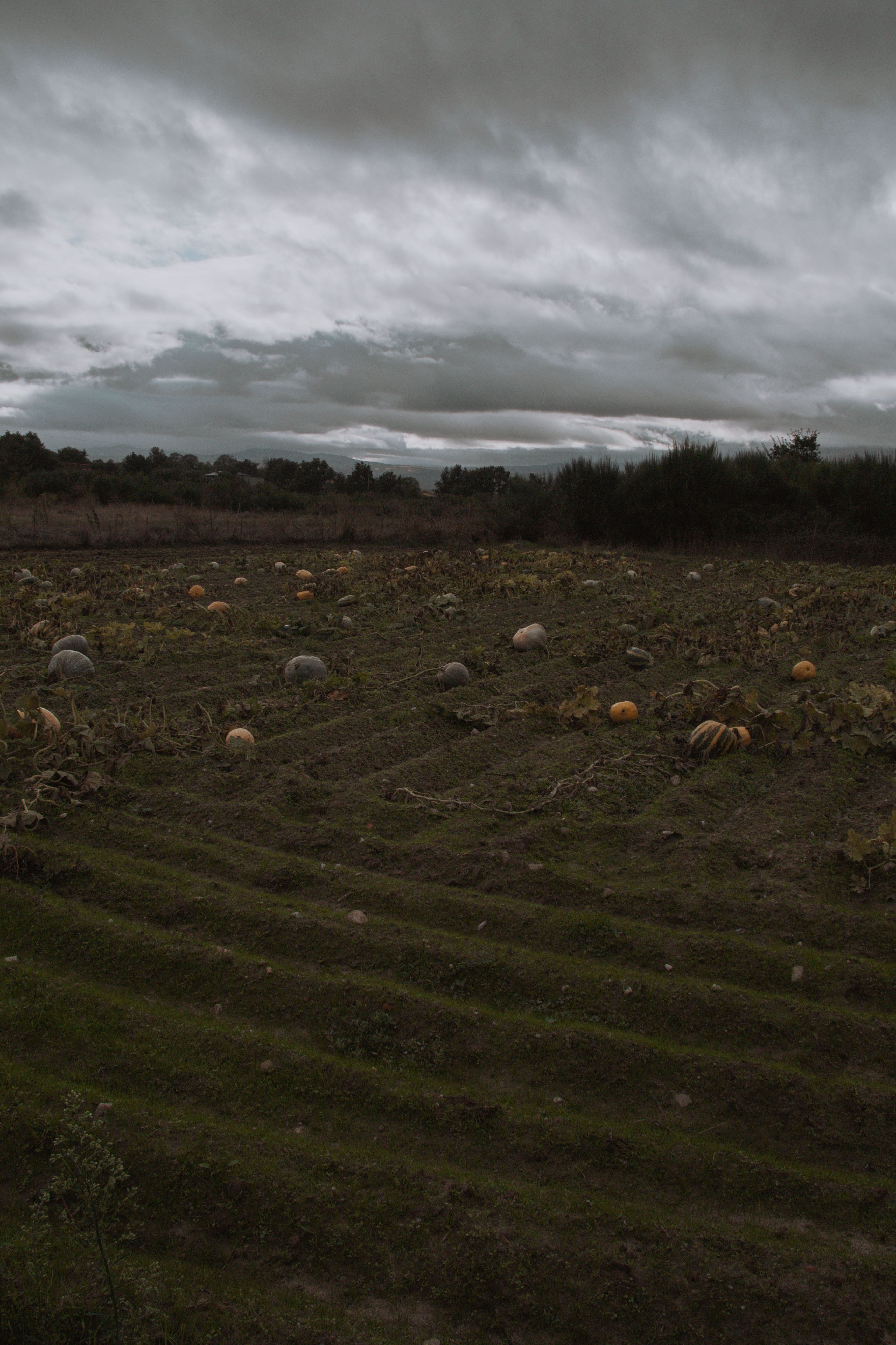 A dark, moody landscape of a pumpkin field under cloudy skies in Medeiros, Spain.