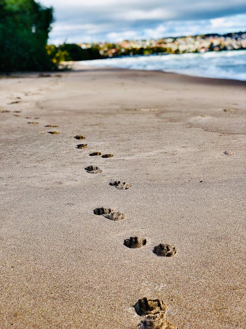 Ilmainen kuvapankkikuva tunnisteilla hiekkainen, hiekkaranta, jalanjäljet