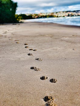 Dog footprints on a sandy beach in Jönköpings län, capturing a serene nature scene.