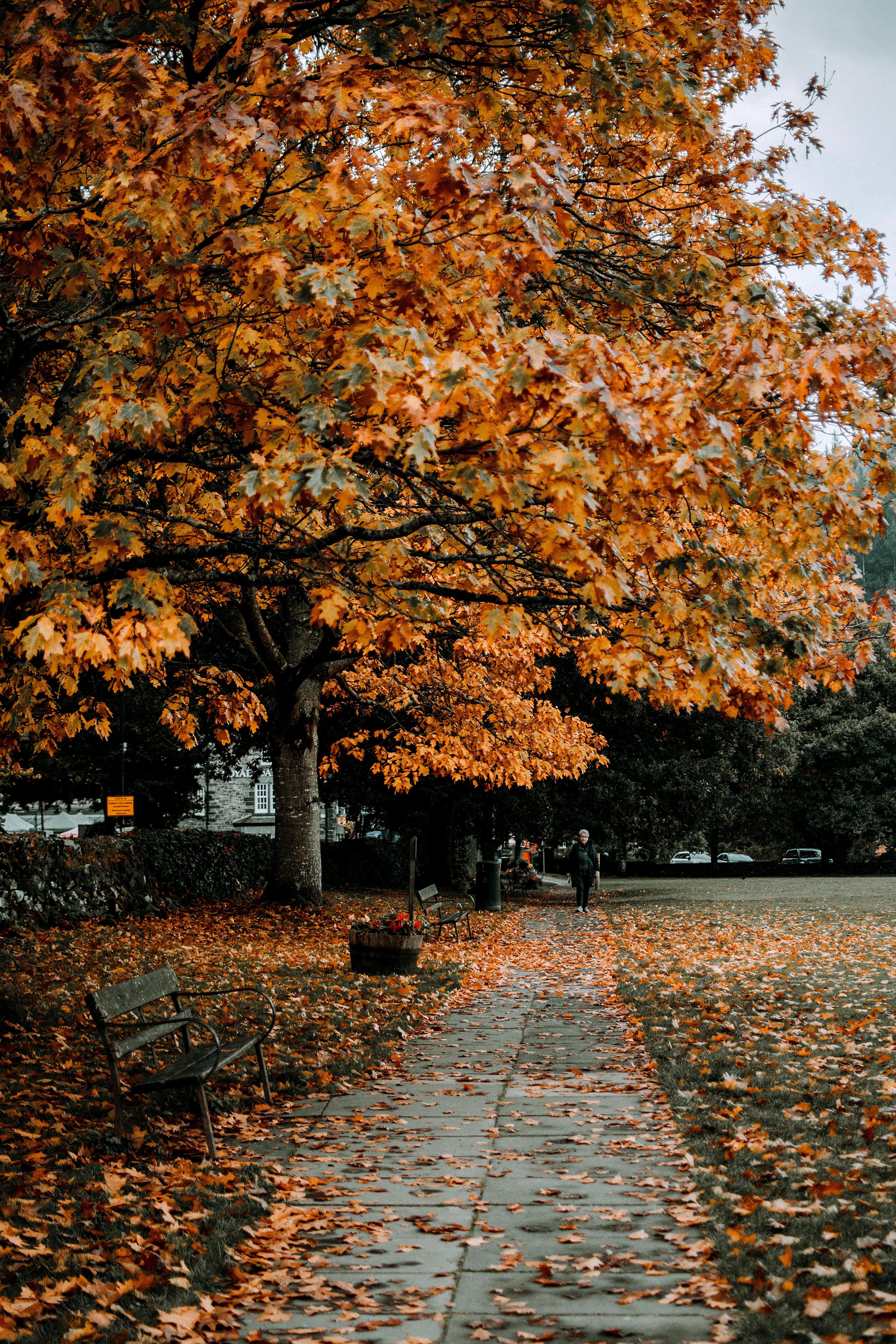 A serene park path in Betws-y-Coed, Wales, lined with vibrant autumn leaves on trees and ground.