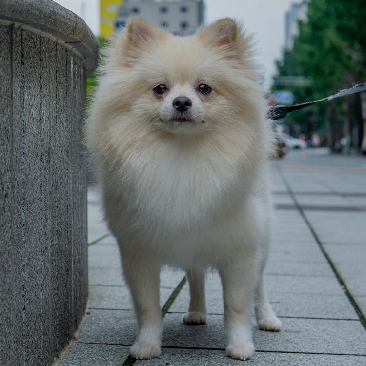 Gray and white 2024 pomeranian