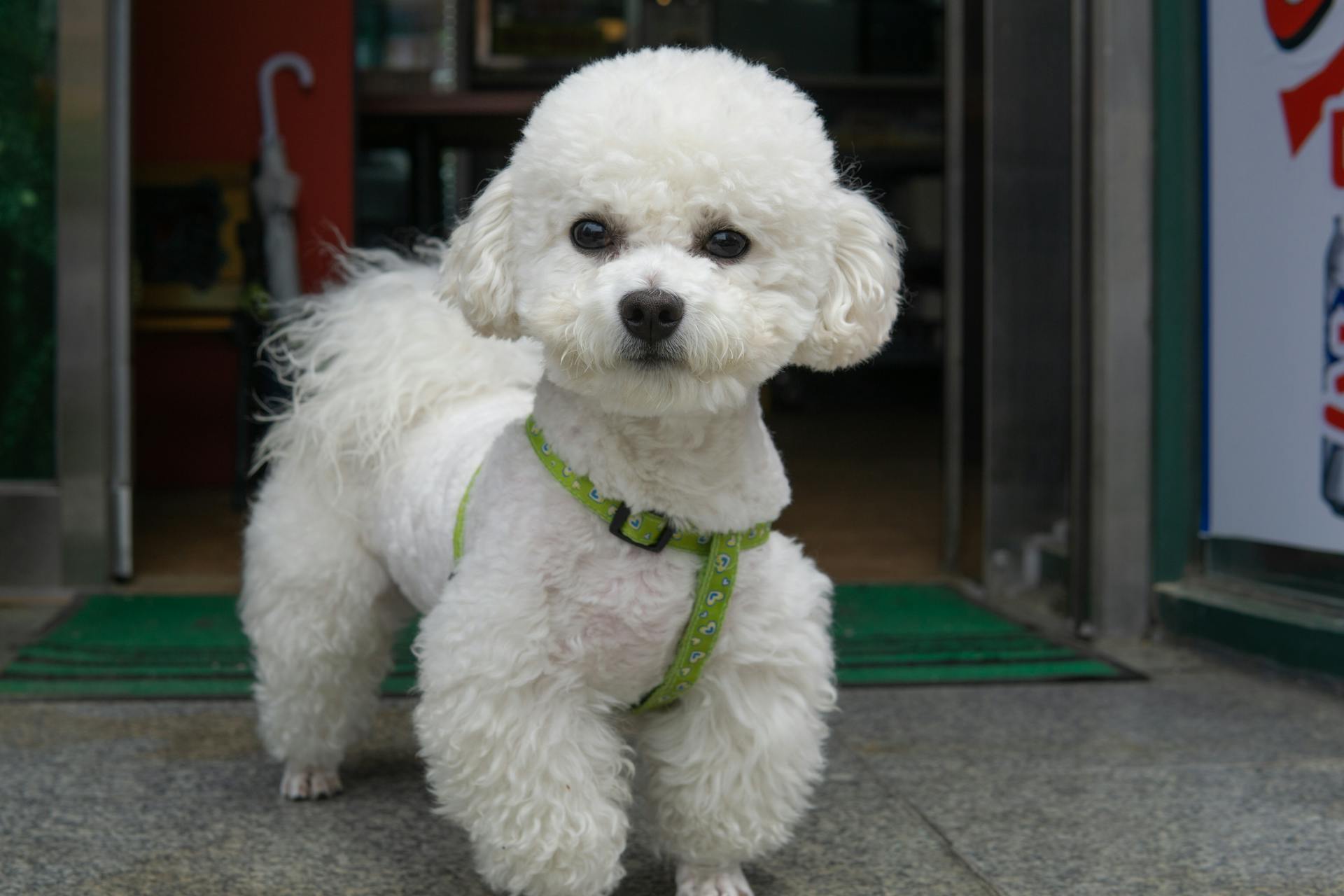 Un caniche blanc mignon