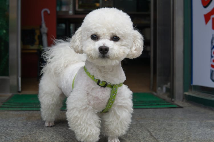 Cute White Poodle 