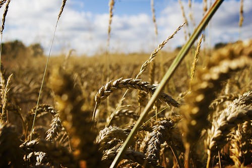 Brown Wheat Crop In Close Up View