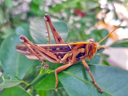 Free stock photo of grass hopper, insect Stock Photo