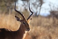Selective Focus Photography of Deer