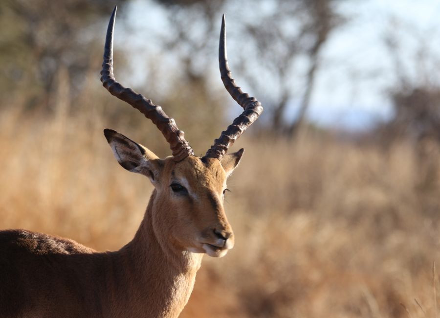Close-up of an impala with long horns in the wild grasslands of Bosveld, South Africa.