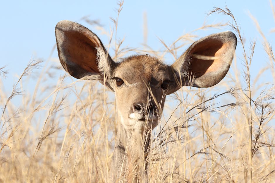 animal, animal photography, barbaric