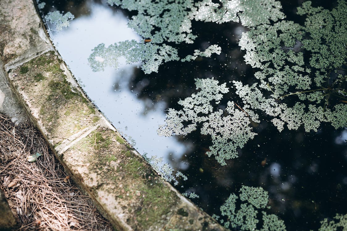 Groene Bomen Op Bruine Grond