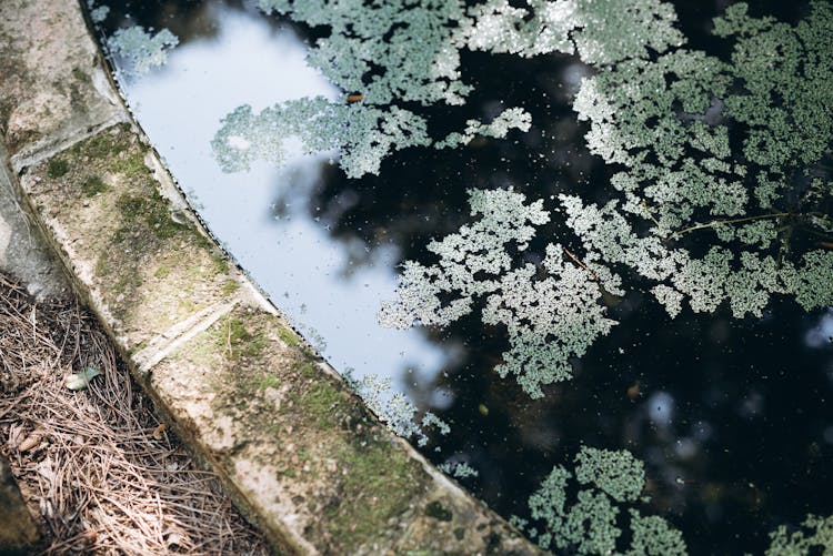 Green Leaves On A Pond