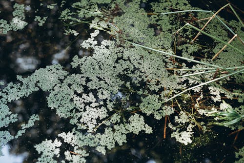 Weiße Blumen Auf Dem Gewässer