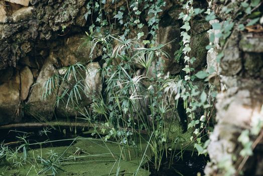 A serene and natural setting with lush ivy and plants surrounding a secluded pond, creating a tranquil atmosphere.