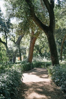 一条宁静的森林小径，在柔和的阳光下，被郁郁葱葱的绿树环绕