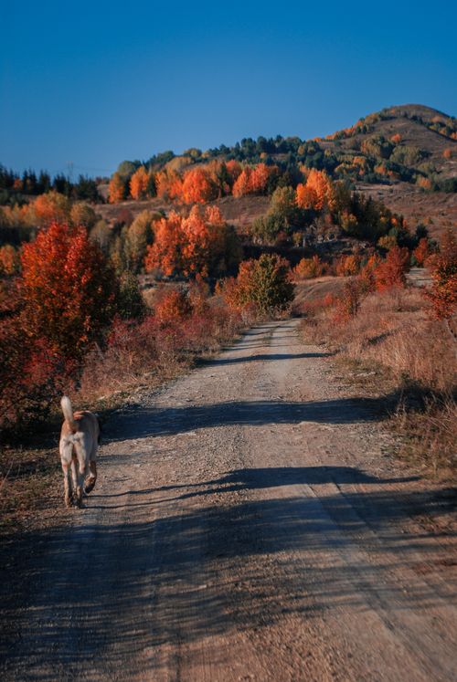Free A Golden Retriever walks down a scenic dirt path surrounded by fall foliage under a clear blue sky. Stock Photo