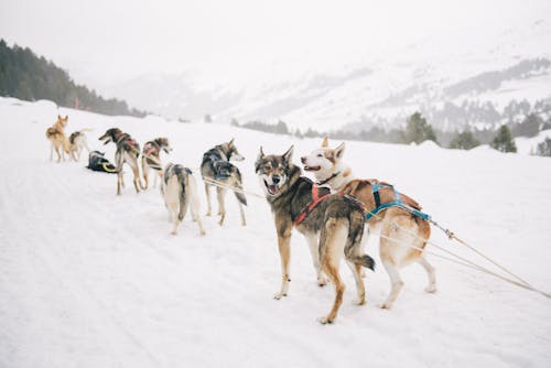 Gratis Perros Corriendo Sobre Un Terreno Cubierto De Nieve Foto de stock