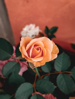 柔和背景下，盛开的橙色玫瑰特写令人惊叹，尽显优雅