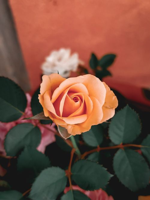 Free Stunning close-up of an orange rose in full bloom against a soft background, showcasing its elegance. Stock Photo