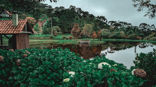 Foto d'estoc gratuïta de arbres, estany, parc