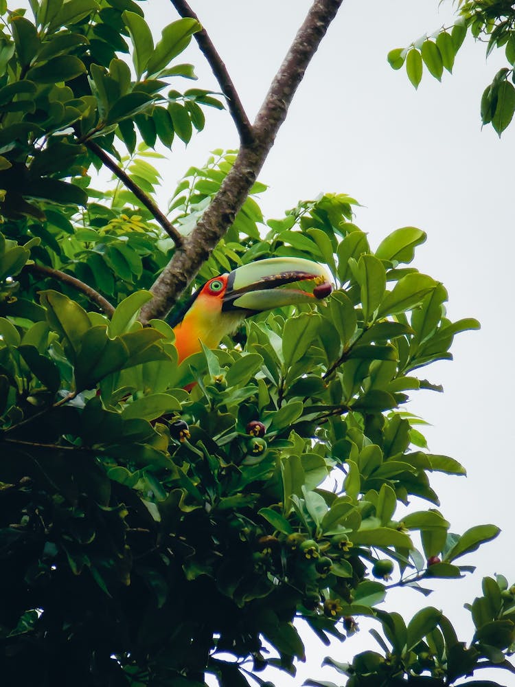 A Toucan Eating A Fruit From A Tree