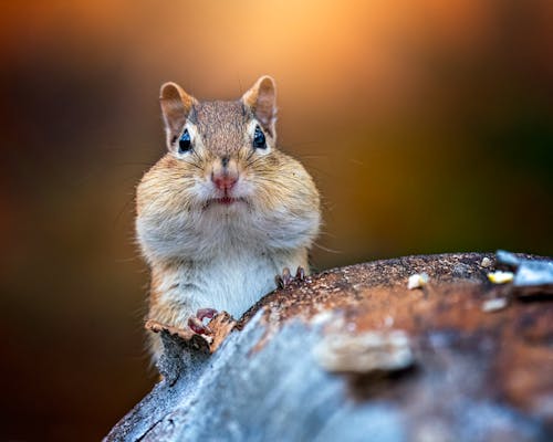 Free Funny little fluffy chipmunk with cheeks full food sitting on wooden log in wildlife Stock Photo