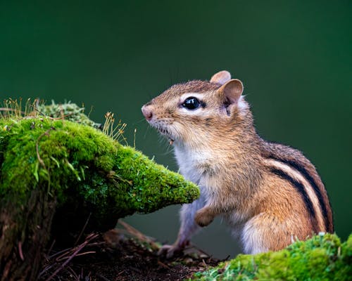 Free Curious chipmunk sitting on green moss Stock Photo