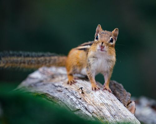 Free Cute fluffy little chipmunk with stripped body and whiskers sitting on log in nature Stock Photo