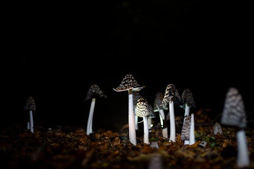бесплатная Бесплатное стоковое фото с гриб, копринопсис, лесной гриб Стоковое фото