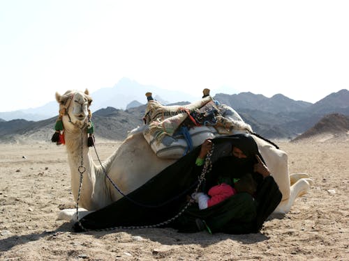 Camel Lying on Sand