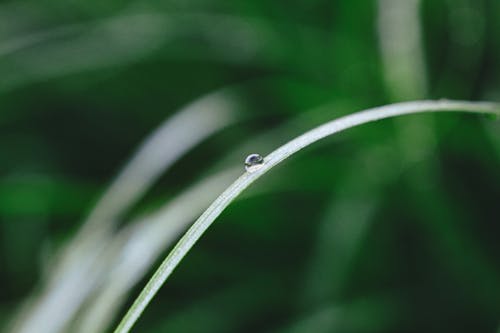 Water Droplet on Green Leaf