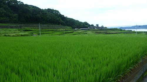 Free stock photo of green rice, rice fields Stock Photo