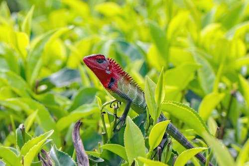 Free Green Forest Lizard on Green Plant Stock Photo